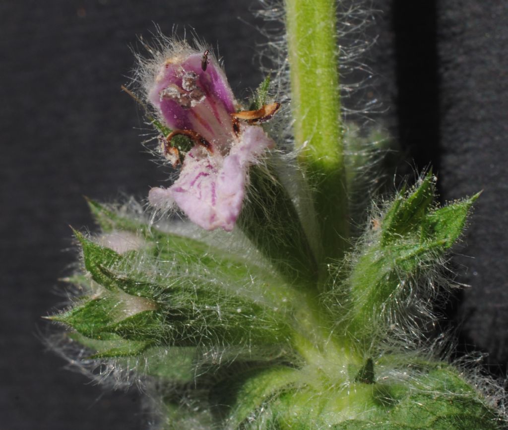 Stachys heraclea (Lamiaceae)